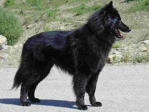 Belgian Shepherd Groenendael