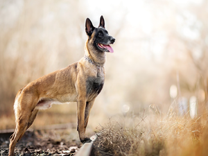railway, Plants, Belgian Shepherd Malinois, ##, dog