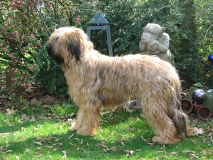 Shepherd French Briard