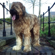 Shepherd French Briard, lightsome