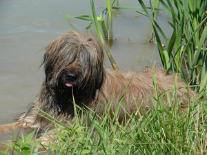 Shepherd French Briard