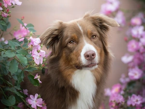 Bush, Flowers, Australian Shepherd, muzzle, dog