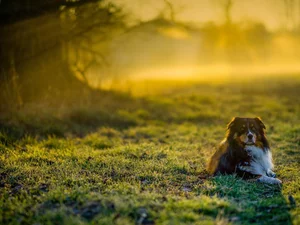 trees, viewes, Australian Shepherd, grass, dog