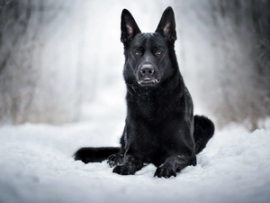 snow, Black German Shepherd Dog, dog