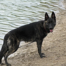 Dutch Shepherd, mouth