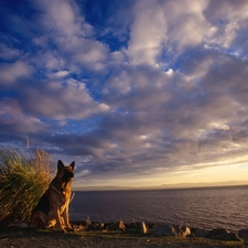 German Shepherd, dog