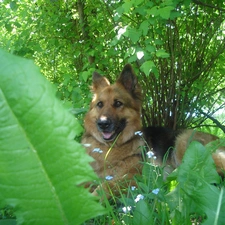 German Shepherd, dog