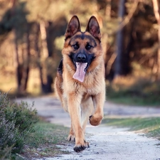 German Shepherd, running