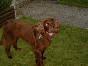 Pavement, Pointer German Shepherd Dog, grass
