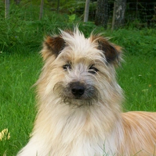 Pyrenean Shepherd, Berger des Pyr?n?es, Head