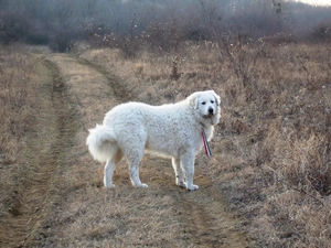 Shepherd Hungarian Kuvasz, adult