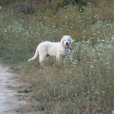 Shepherd Hungarian Kuvasz, White