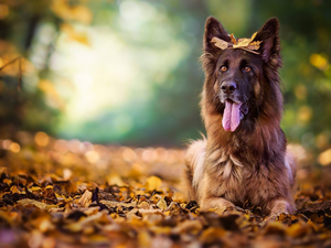 Leaf, dog, German Shepherd