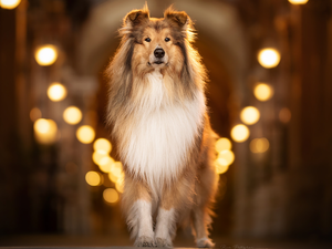 light, dog, Scottish Shepherd