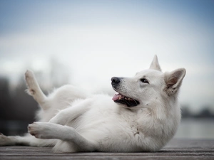 dog, White Swiss Shepherd, footbridge, lying