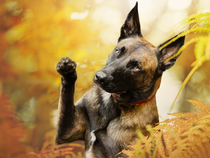 Belgian Shepherd Malinois, dog, fern