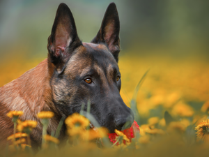 Belgian Shepherd Malinois, dog, muzzle