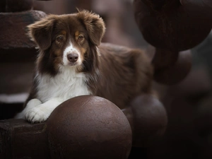 Orbs, dog, Australian Shepherd