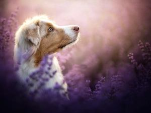 profile, dog, Australian Shepherd