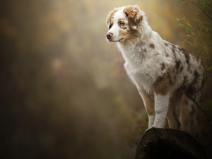 trunk, Bush, Australian Shepherd, cored, Puppy