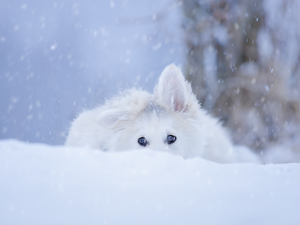 dog, White Swiss Shepherd, snow, Puppy