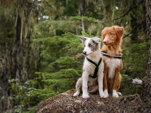 Australian Shepherd, Retriever Nova Scotia