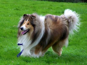 Scottish Shepherd Collie