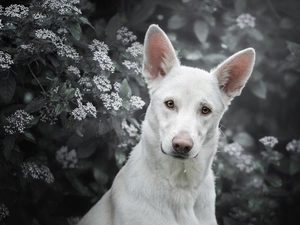Shepherd US-Canadian, dog, Bush, Flowers, muzzle, White Swiss Shepherd