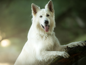 Lod on the beach, dog, White Swiss Shepherd