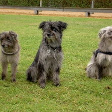 Pyrenean Shepherd, Berger des Pyr?n?es, Three