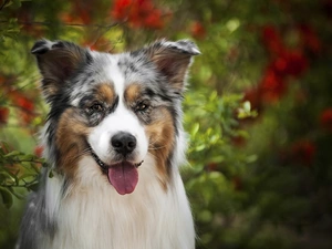 tongue, dog, Australian Shepherd