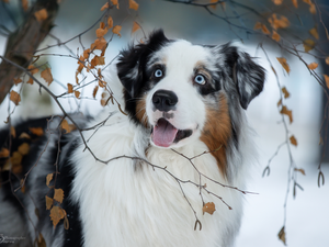 Twigs, dog, Australian Shepherd