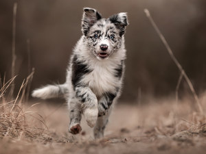 Way, dog, Australian Shepherd