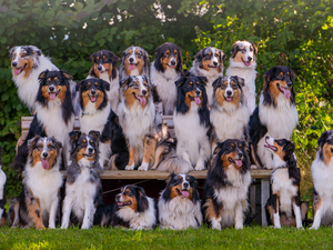 Bench, Dogs, Australian Shepherds