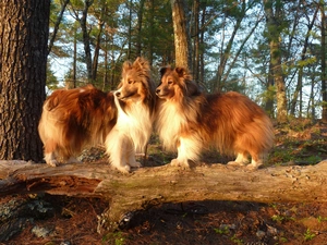 forest, Two cars, Shepherds