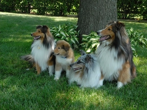 four, Scottish, grass, Shepherds
