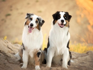 Sand, Dogs, Australian Shepherds