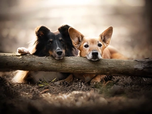 shetland Sheepdog, mongrel, cones, log, viewes, Dogs, Two cars, trees