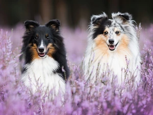 Flowers, heather, Dogs, shetland Sheepdog, Two cars
