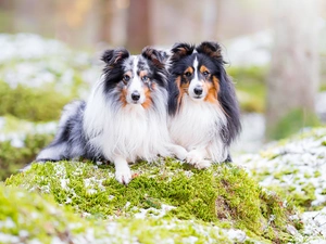 Moss, snow, Dogs, Shetland Sheepdogs, Two cars