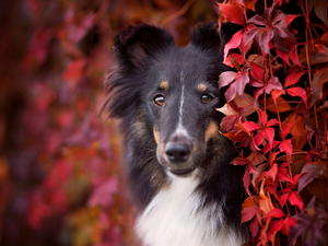 shetland Sheepdog, Leaf