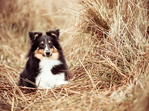 shetland Sheepdog