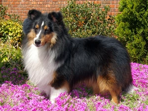 shetland Sheepdog