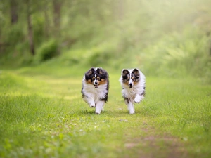 Dogs, Shetland Sheepdogs, grass, stretching