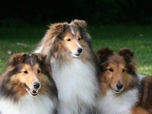 Shetland, Three, Shepherds