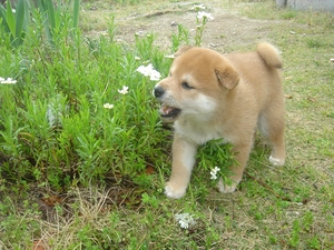 Shiba inu, Flowers