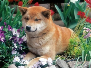Shiba inu, Flowers