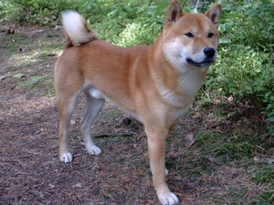 Shiba inu