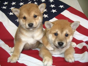 Shiba inu, USA flag, Two cars