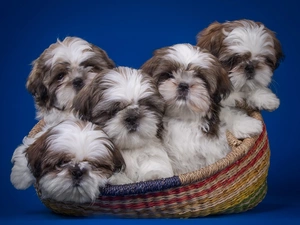 Shih Tzu Dogs